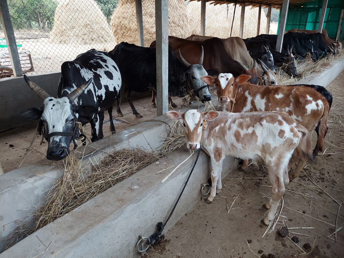 Kokan Kapila Cow